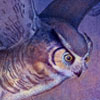 GREAT HORNED OWL HUNTING by Kristen Schwartz