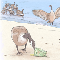 CANADIAN GEESE EAT AND FIGHT OVER HUMAN FOOD LEFT ON THE BEACH - Illustration by Kristen Schwartz