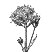 VALERIAN by Kristen Schwartz